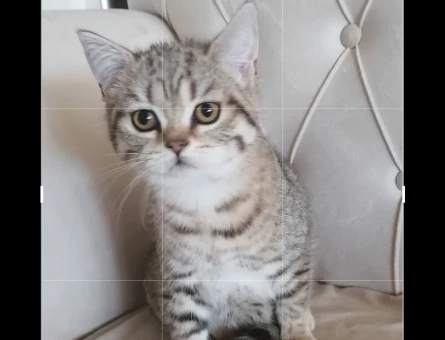 British Shorthair Exzotic - 4536