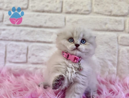 Sıfır Kulak Scottish Longhair Dişi 2 Aylık
