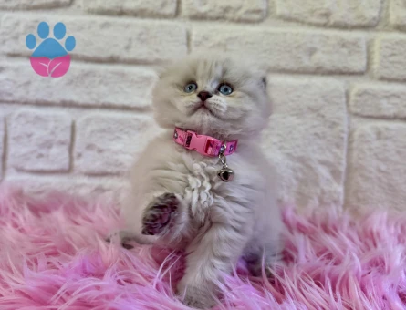 Sıfır Kulak Scottish Longhair Dişi 2 Aylık