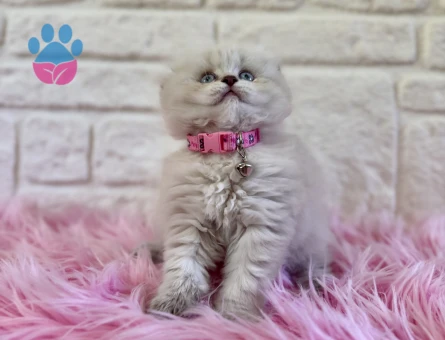 Sıfır Kulak Scottish Longhair Dişi 2 Aylık