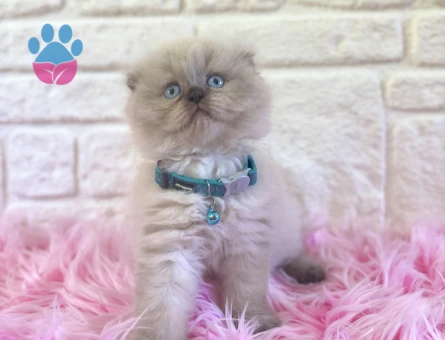 Scottish Longhair Topaç Erkek Yuva Arıyor