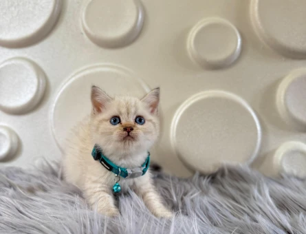 British Shorthair Point Erkek 2 Aylık Mavi Gözlü