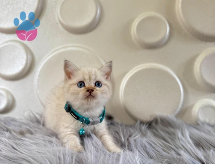 British Shorthair Point Erkek 2 Aylık Mavi Gözlü