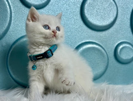 Cam mavisi Gözleriyle Safkan British Shorthair Erkek