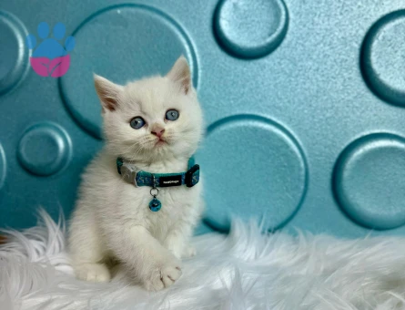 Cam mavisi Gözleriyle Safkan British Shorthair Erkek