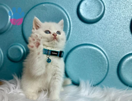 Cam mavisi Gözleriyle Safkan British Shorthair Erkek