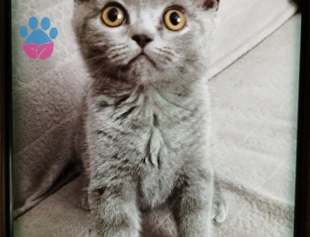 İzmir Safkan British Sorthair yavrular