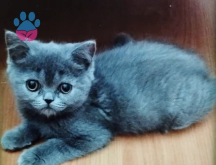 İzmir Safkan British Sorthair yavrular
