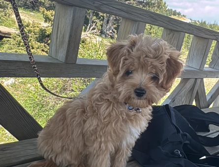 Maltipoo 1 Yaşında Milka Yuva Arıyor - 5082