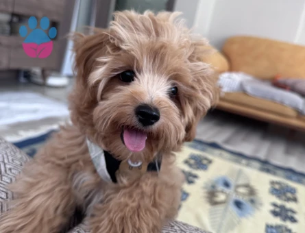 Maltipoo 1 Yaşında Milka Yuva Arıyor