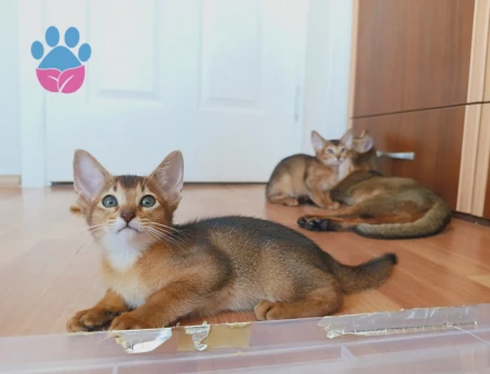 DİŞİ ABYSSINIAN YAVRULARIMIZ