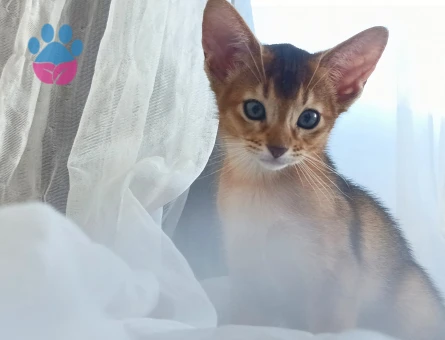 DİŞİ ABYSSINIAN YAVRULARIMIZ