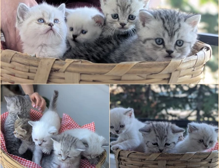 kedimiz Lokum'un birbirinden güzel 4 adet British Shorthair yavrusu yeni yuvalarını arıyor. - 5088