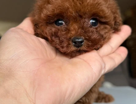 Poodle Yavrular - 5093