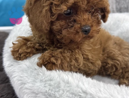 Poodle Yavrular