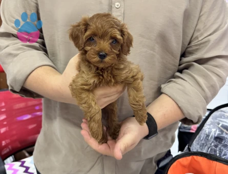 Maltipoo Bebekler
