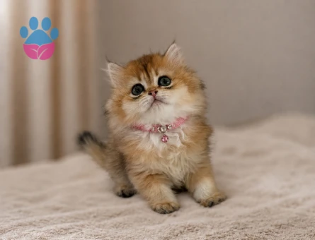 British Longhair Harika Renk Golden Dişi Yavrumuz