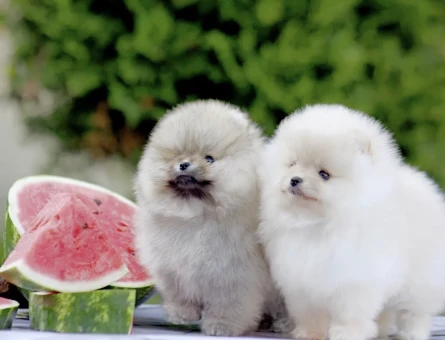Premium Kalite Pomeranian Yavrular - 5105