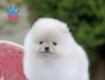 Premium Kalite Pomeranian Yavrular