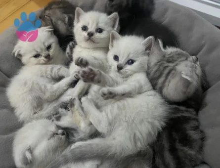 British Shorthair 1 Aylık Yavru