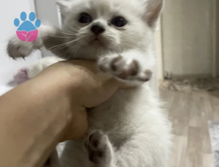 British Shorthair 1 Aylık Yavru