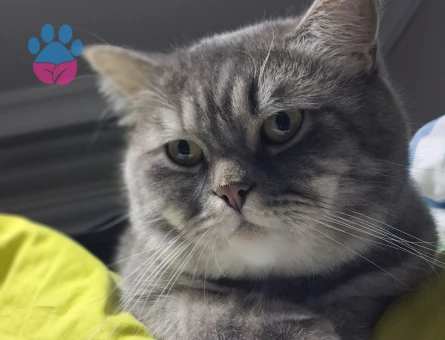 3 yaş erkek British Shorthair