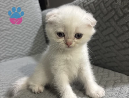 Scottish Fold Yavrular Yuva Arıyor