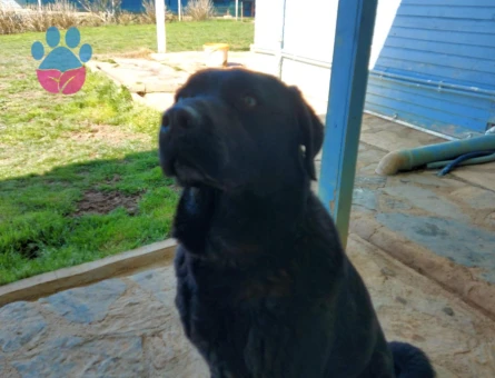 Ömürlük yuvasını arayan güzel kızımız 🐾 - 6565