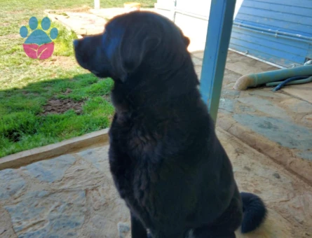 Ömürlük yuvasını arayan güzel kızımız 🐾