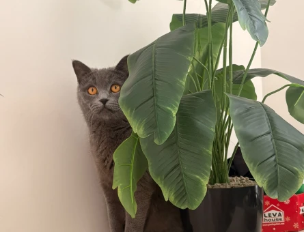 British Shorthair Ücretsiz Sahiplendirme - 6567