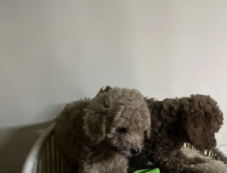 Toy poodle yavru erkek - 6568