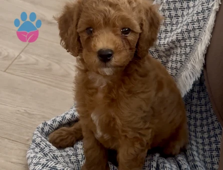 2 BUÇUK AYLIK ERKEK TOY POODLE 1 NUMARA