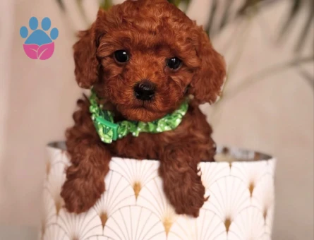 IRKININ EN MÜKEMMELİ TOY POODLE YAVRULARI - 6578