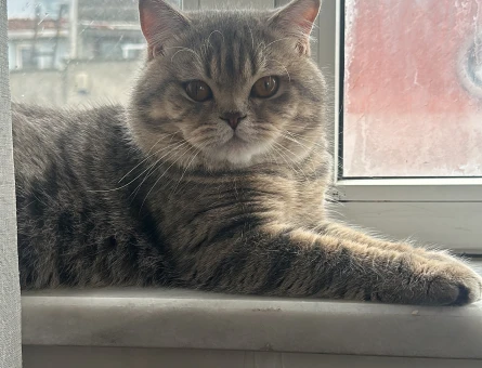 Scottish Fold Leo 1,5 yaş - 6581