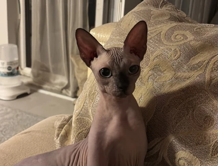 8 aylık sphynx (çok cana yakın) DİŞİ - 6584