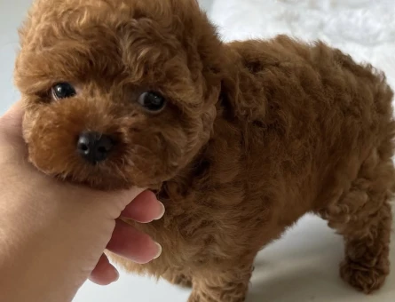ÇOK ÖZEL TOY POODLE YAVRULARIMIZ - 6585