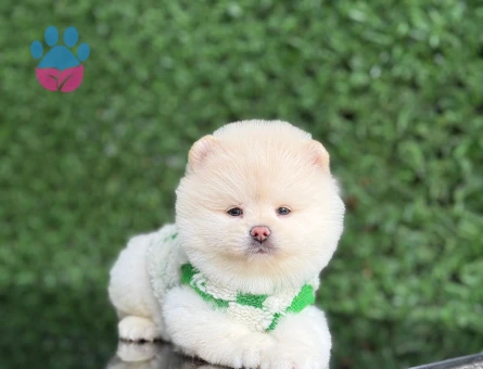 Neşeli ve Oyuncu Pomeranian