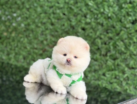 Neşeli ve Oyuncu Pomeranian - 6587