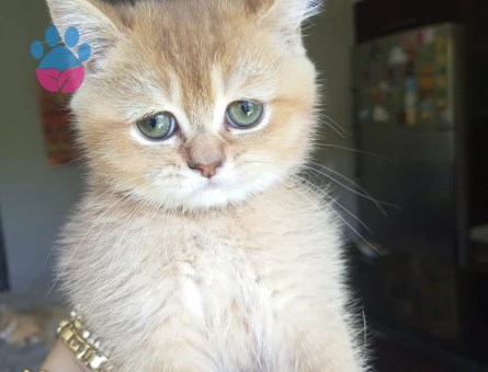 GOLDEN BRİTHİS SHORTHAİR
