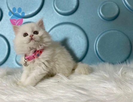 British Longhair Dişi 2 aylık Yuva arıyor.