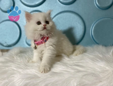 British Longhair Dişi 2 aylık Yuva arıyor.