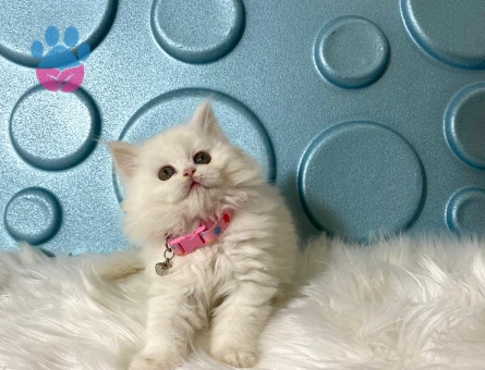 British Longhair Dişi 2 aylık Yuva arıyor.