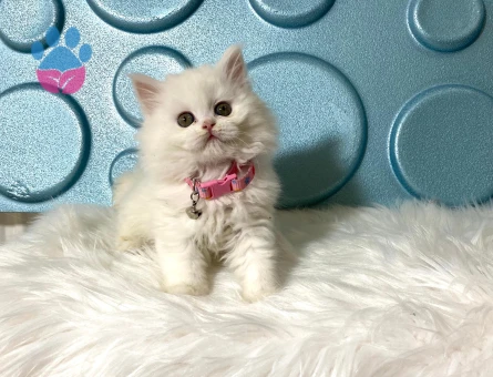 British Longhair Dişi 2 aylık Yuva arıyor.