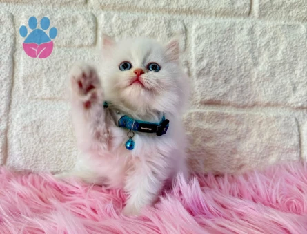 2 Aylık British Longhair Erkek Şanslı Yuva Arıyor