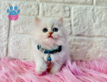 2 Aylık British Longhair Erkek Şanslı Yuva Arıyor