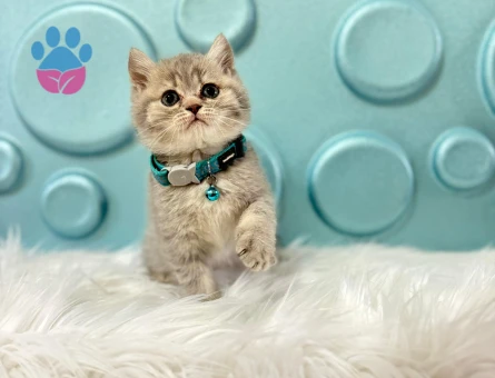 British Shorthair Erkek Tabby Erkek Koca Kafa