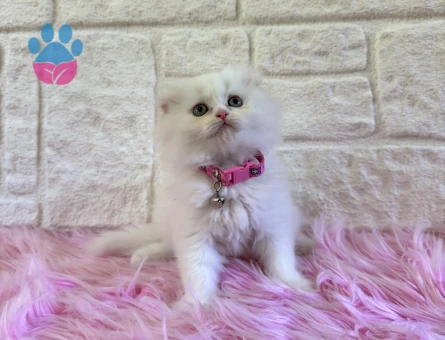 Scottish Fold Longhair Dişi 2 Aylık