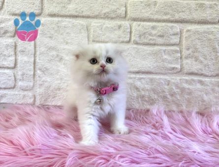 Scottish Fold Longhair Dişi 2 Aylık