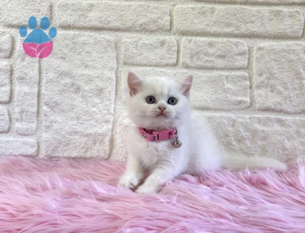 British Shorthair 2 Aylık Prenses Yuva Arıyor