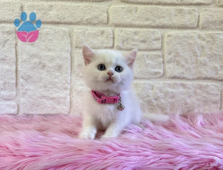 British Shorthair 2 Aylık Prenses Yuva Arıyor